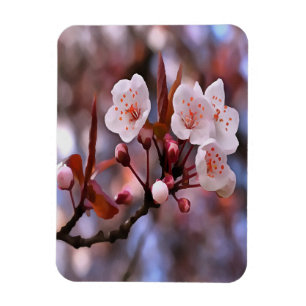 Cherry Blossom Cluster mit rosa und blau Magnet