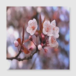 Cherry Blossom Cluster mit rosa und blau Magnetkarte