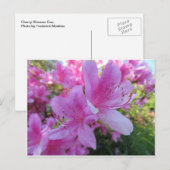 Cherry Blossom Duo Postkarte (Vorne/Hinten)