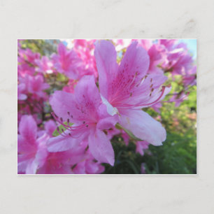 Cherry Blossom Duo Postkarte