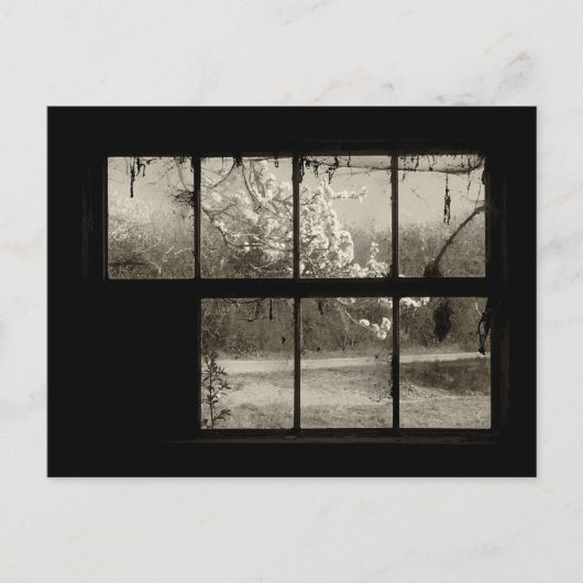 Cherry Blossom durch eine alte Barn-Fenster-Postka Postkarte (Vorderseite)