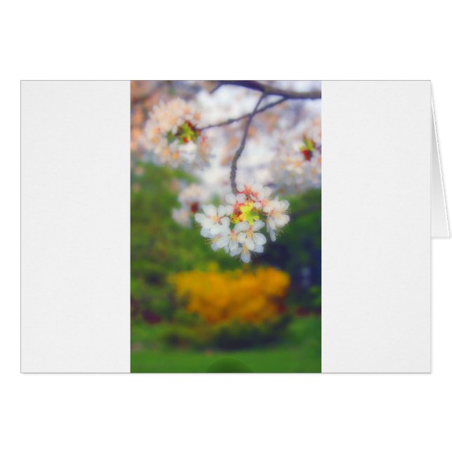 Cherry Blossom Fantasy (Vorderseite (Horizontal))