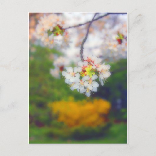 Cherry Blossom Fantasy Postkarte (Vorderseite)