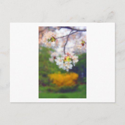 Cherry Blossom Fantasy Postkarte (Vorderseite)