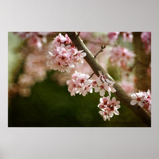 Cherry Blossom Flowers Poster (Vorne)