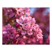 Cherry Blossom Fotodruck (Vorne)