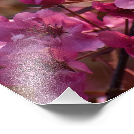Cherry Blossom Fotodruck (Ecke)