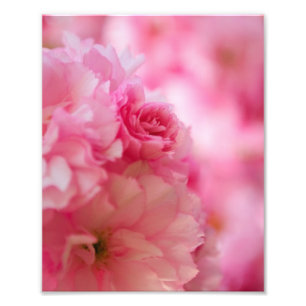 Cherry Blossom Fotodruck