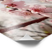 Cherry Blossom Fotodruck (Ecke)