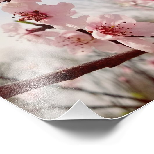 Cherry Blossom Fotodruck (Ecke)