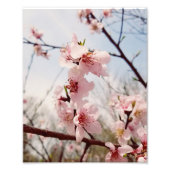 Cherry Blossom Fotodruck (Vorne)