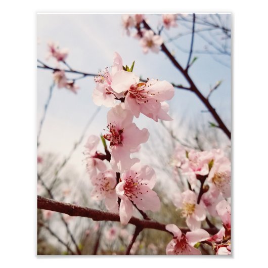 Cherry Blossom Fotodruck (Vorne)