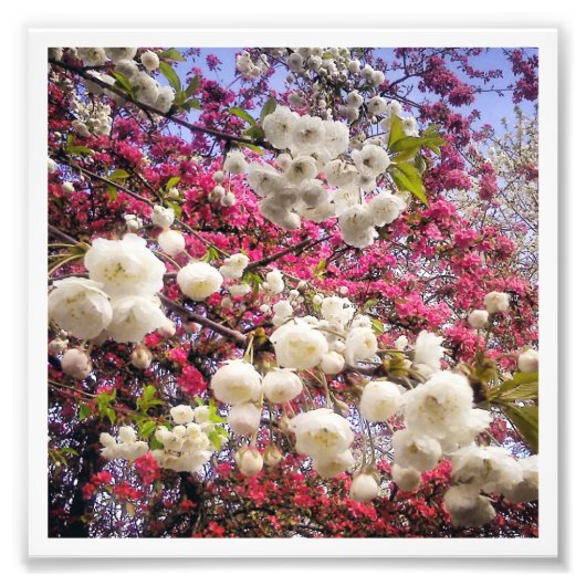 Cherry Blossom Fotodruck (Vorne)