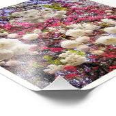 Cherry Blossom Fotodruck (Ecke)