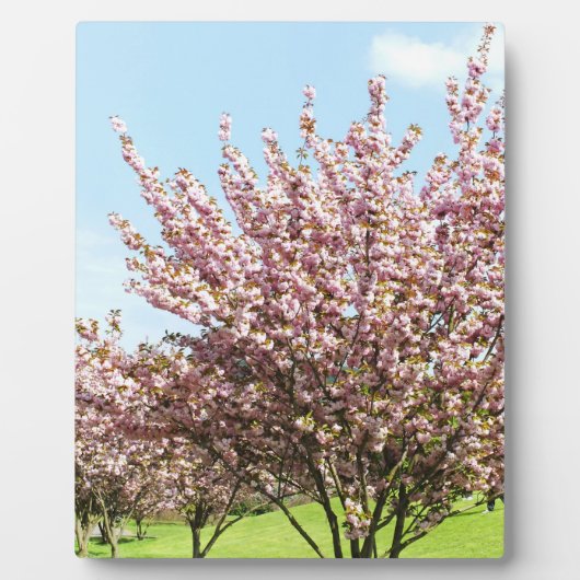 Cherry Blossom Fotoplatte (Vorderseite)