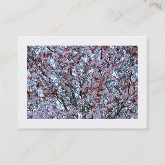 Cherry Blossom (grenzt) Visitenkarte (Vorderseite)