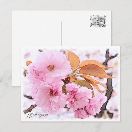 Cherry Blossom "Hanagasa" Postkarte (Vorne/Hinten)