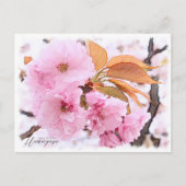 Cherry Blossom "Hanagasa" Postkarte (Vorderseite)