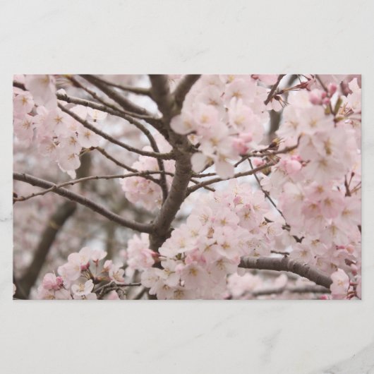 Cherry Blossom Handwerkspapier Briefpapier (Vorderseite)
