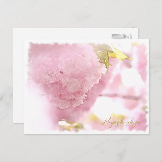 Cherry Blossom "Hayashi-ichigo" ポストカード Postkarte (Vorne/Hinten)