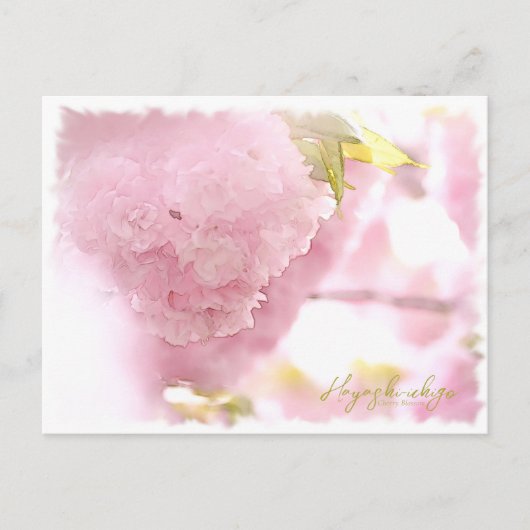 Cherry Blossom "Hayashi-ichigo" ポストカード Postkarte (Vorderseite)