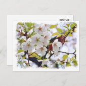 Cherry Blossom: Hotate Postkarte (Vorne/Hinten)