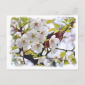 Cherry Blossom: Hotate Postkarte (Vorderseite)