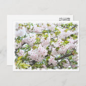 Cherry Blossom "Ichiyo" Postkarte (Vorne/Hinten)