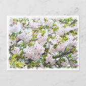 Cherry Blossom "Ichiyo" Postkarte (Vorderseite)