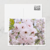 Cherry Blossom "Ichiyo" Postkarte (Vorne/Hinten)