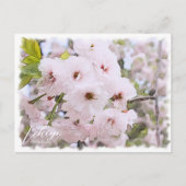 Cherry Blossom "Ichiyo" Postkarte (Vorderseite)