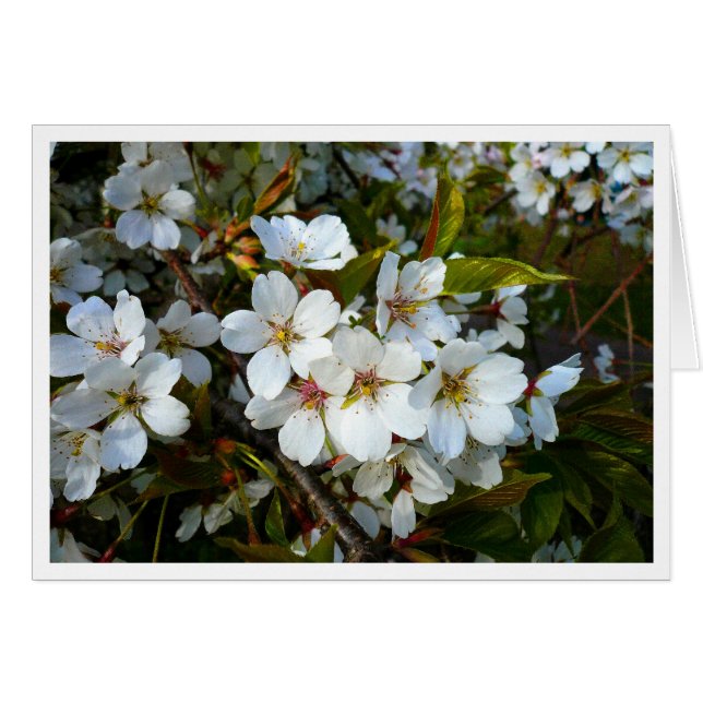 Cherry Blossom II (Vorderseite (Horizontal))