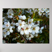 Cherry Blossom II Poster (Vorne)