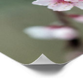 Cherry Blossom im Frühjahr Poster (Ecke)
