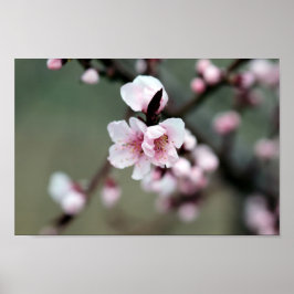 Cherry Blossom im Frühjahr Poster