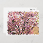 Cherry Blossom "Imose" ポストカード Postkarte (Vorne/Hinten)