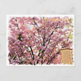Cherry Blossom "Imose" ポストカード Postkarte