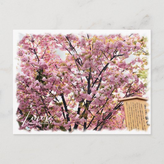 Cherry Blossom "Imose" ポストカード Postkarte (Vorderseite)