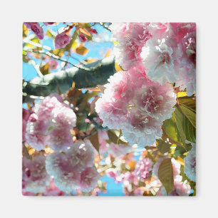 Cherry Blossom Impressionsmagazin Magnet