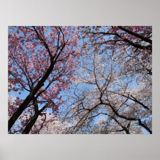 Cherry Blossom: Japan Poster (Vorne)