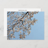 Cherry Blossom: Japan Postkarte (Vorne/Hinten)