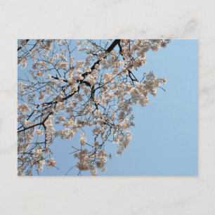 Cherry Blossom: Japan Postkarte