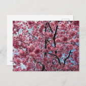 Cherry Blossom: Japan Postkarte (Vorne/Hinten)