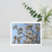 Cherry Blossom: Japan Postkarte (Stehend Vorderseite)