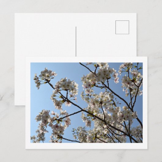 Cherry Blossom: Japan Postkarte (Vorne/Hinten)