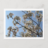 Cherry Blossom: Japan Postkarte (Vorderseite)