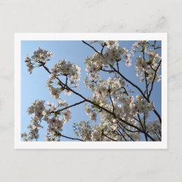 Cherry Blossom: Japan Postkarte
