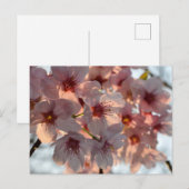 Cherry Blossom: Japan Postkarte (Vorne/Hinten)