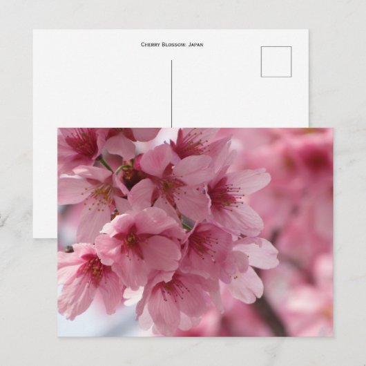 Cherry Blossom: Japan Postkarte (Vorne/Hinten)