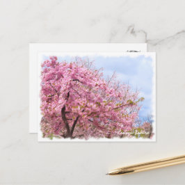 Cherry blossom: Kawazu-Zakura ポストカード Postkarte